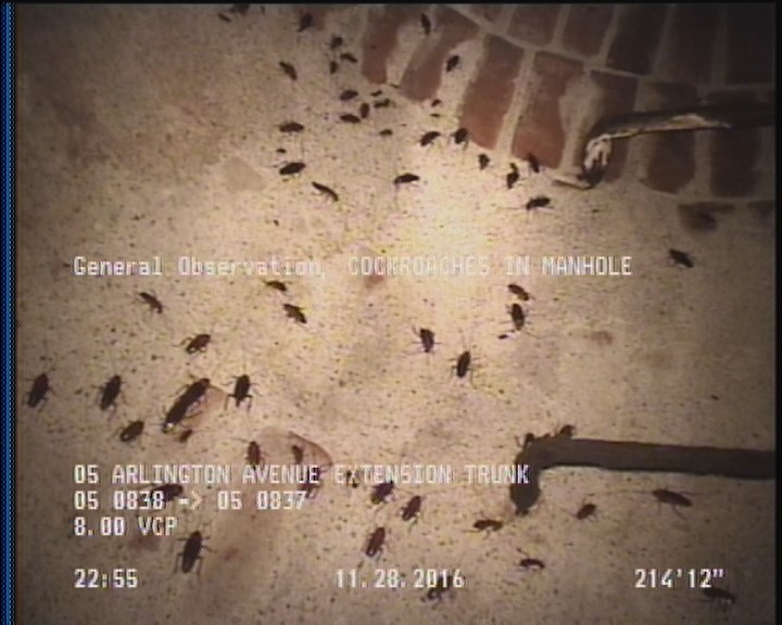 General Observation - COCKROACHES IN MANHOLE