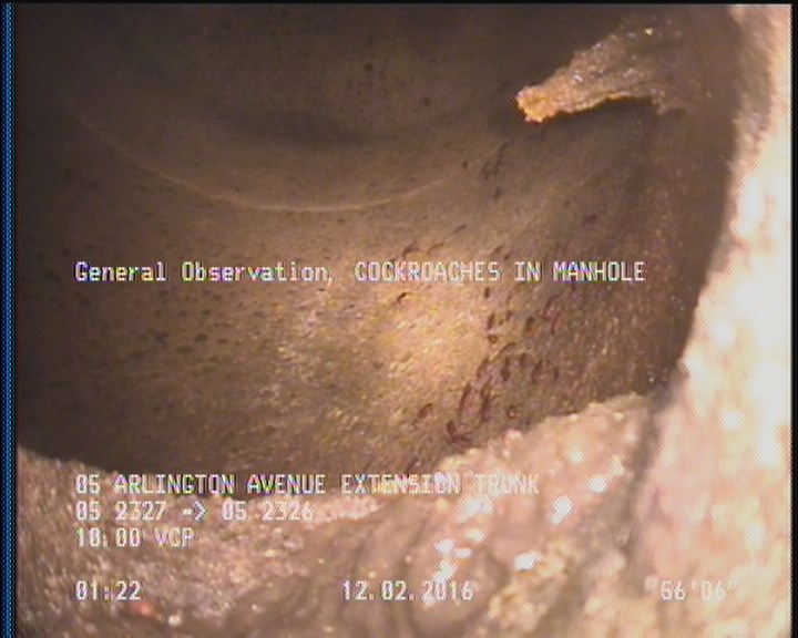 General Observation - COCKROACHES IN MANHOLE