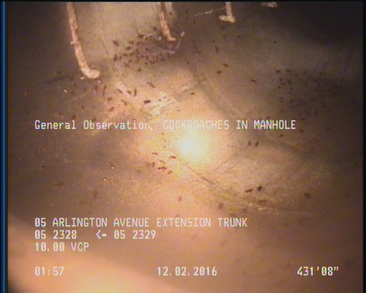 General Observation - COCKROACHES IN MANHOLE