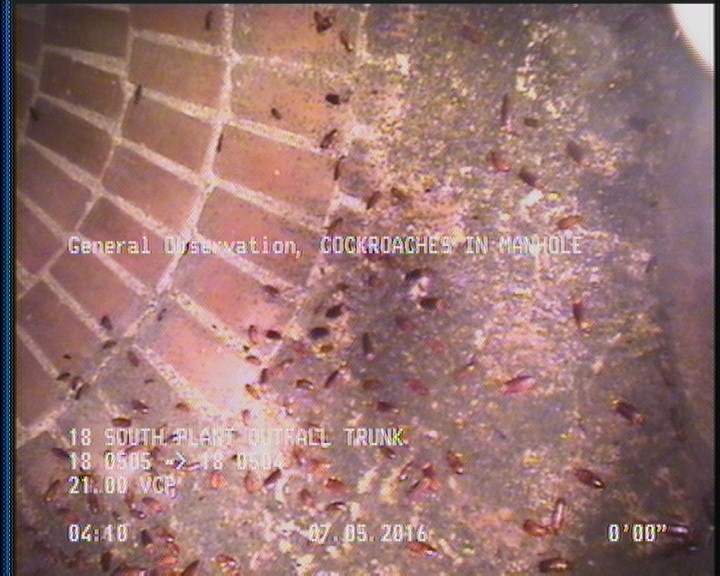 General Observation - COCKROACHES IN MANHOLE