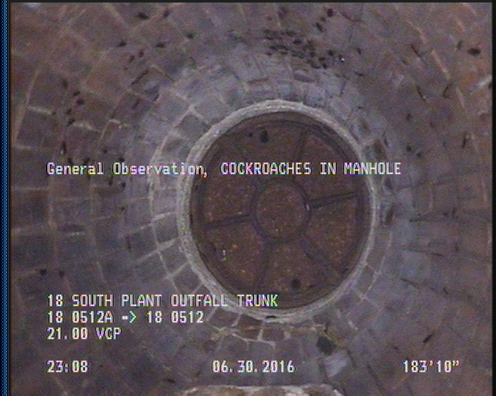 General Observation - COCKROACHES IN MANHOLE