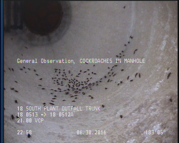General Observation - COCKROACHES IN MANHOLE