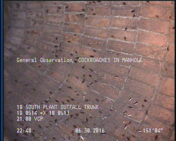 General Observation - COCKROACHES IN MANHOLE