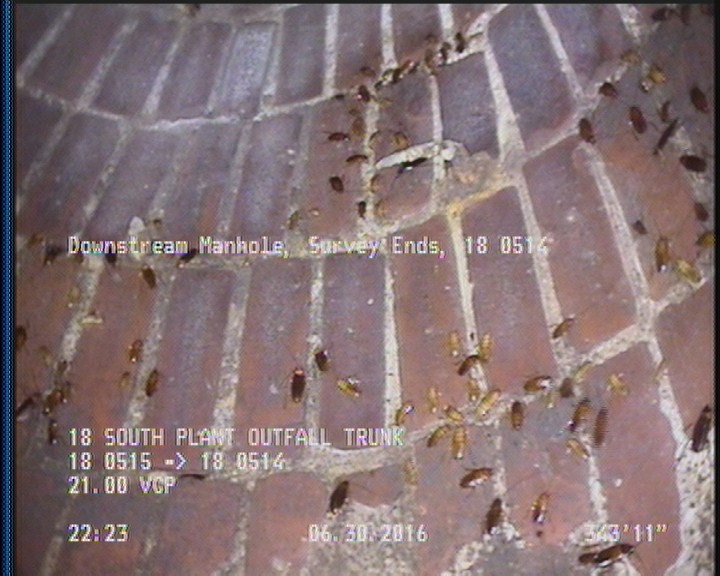 General Observation - COCKROACHES IN MANHOLE