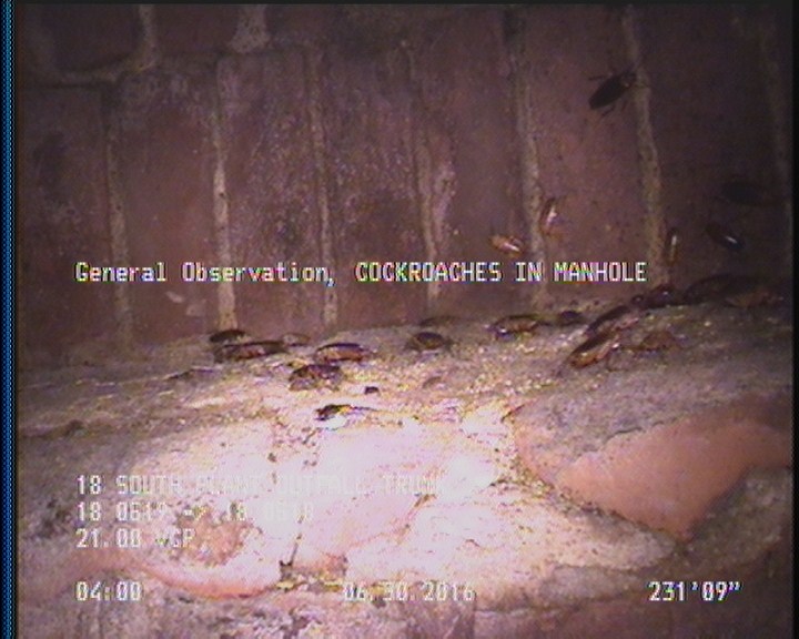 General Observation - COCKROACHES IN MANHOLE