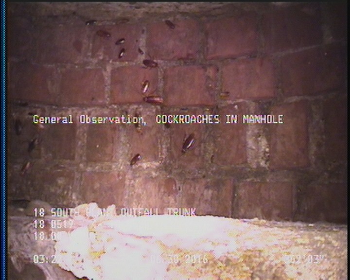 General Observation - COCKROACHES IN MANHOLE