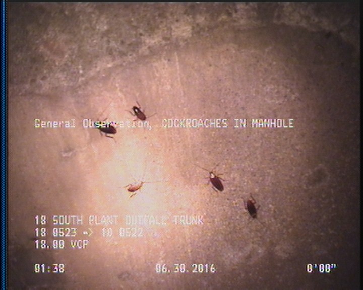 General Observation - COCKROACHES IN MANHOLE