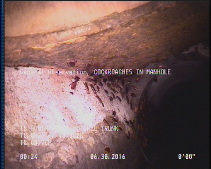 General Observation - COCKROACHES IN MANHOLE