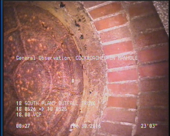 General Observation - COCKROACHES IN MANHOLE