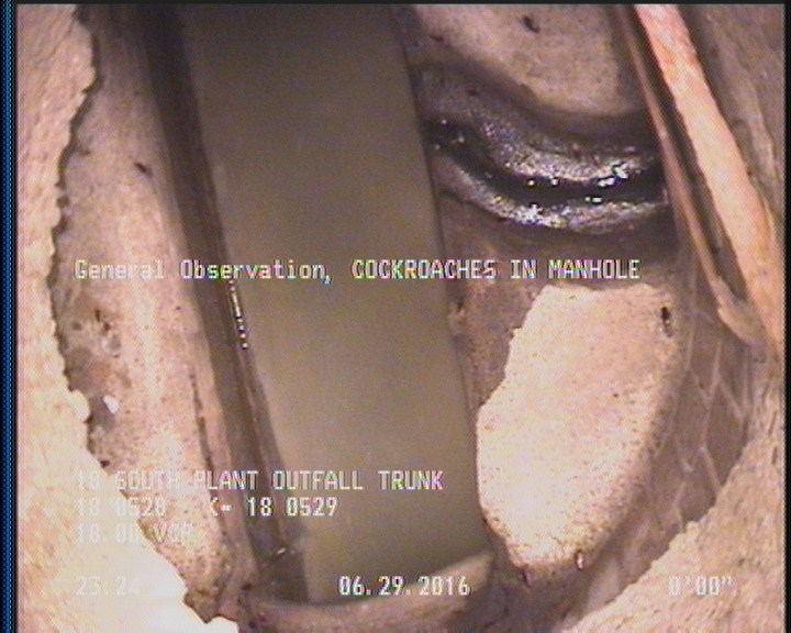 General Observation - COCKROACHES IN MANHOLE