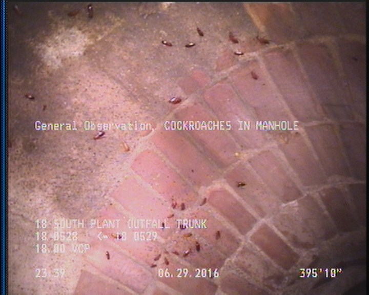 General Observation - COCKROACHES IN MANHOLE