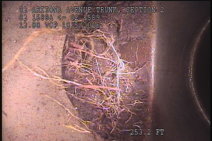 Roots Fine Lateral, at 12 o'clock - 1%