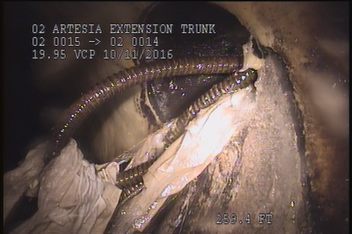General Observation - SNAKE COMING OUT OF THE LATERAL