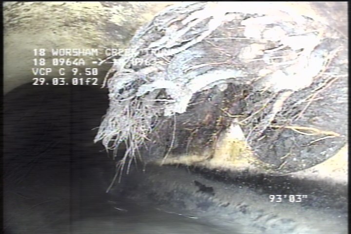 Roots Medium Lateral, from 01 to 04 o'clock, 20 %, within 8 inches of joint: NO
