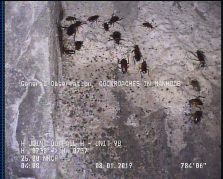 General Observation - COCKROACHES IN MANHOLE