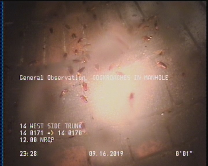 General Observation - COCKROACHES IN MANHOLE