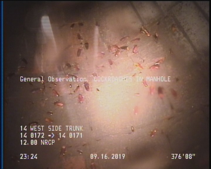 General Observation - COCKROACHES IN MANHOLE