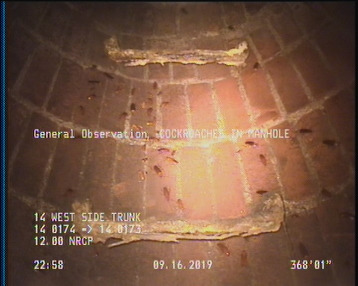 General Observation - COCKROACHES IN MANHOLE