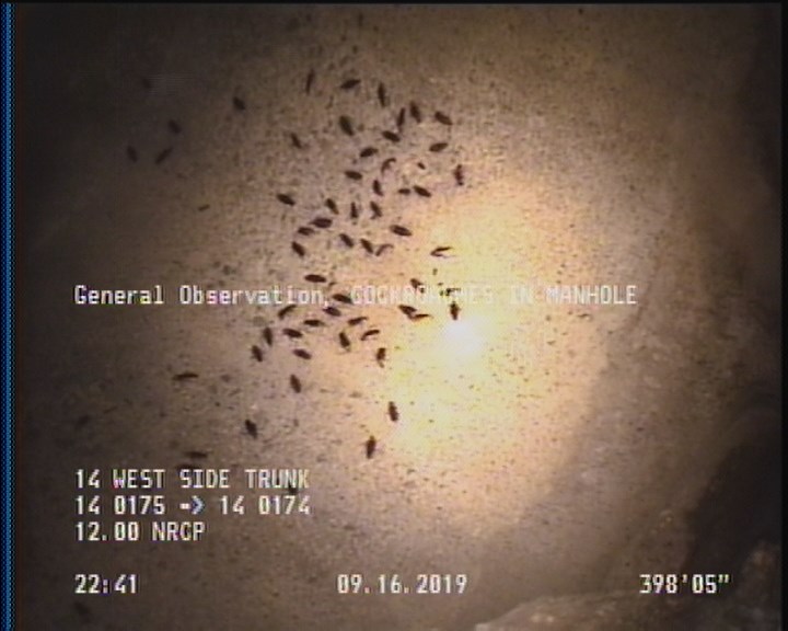 General Observation - COCKROACHES IN MANHOLE