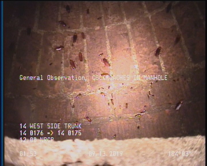 General Observation - COCKROACHES IN MANHOLE