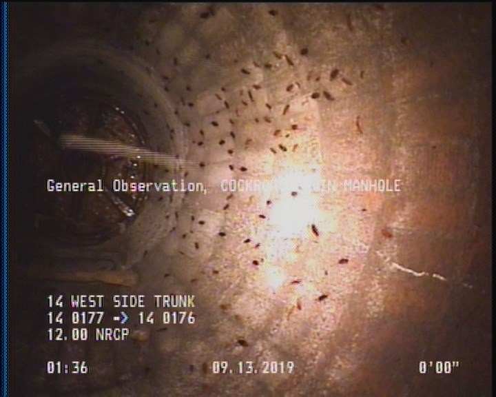 General Observation - COCKROACHES IN MANHOLE