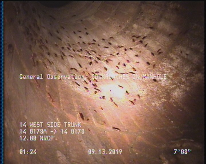 General Observation - COCKROACHES IN MANHOLE