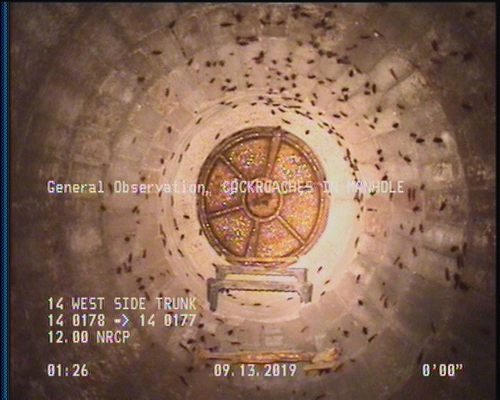 General Observation - COCKROACHES IN MANHOLE