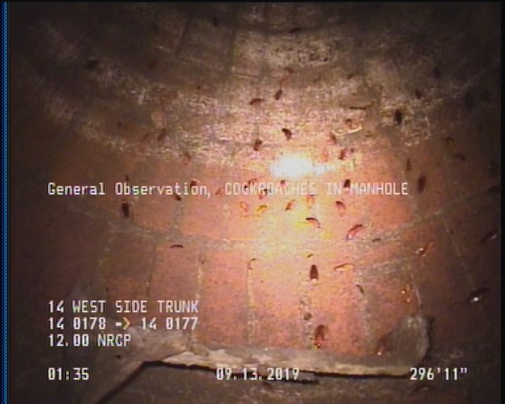 General Observation - COCKROACHES IN MANHOLE
