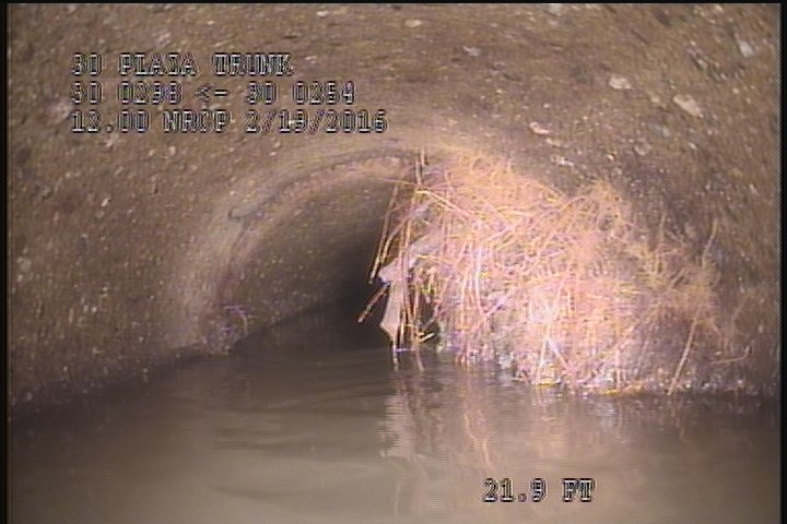 General Photograph - ROOTS
