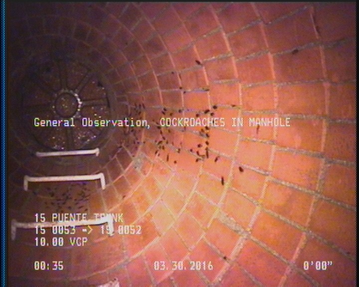 General Observation - COCKROACHES IN MANHOLE