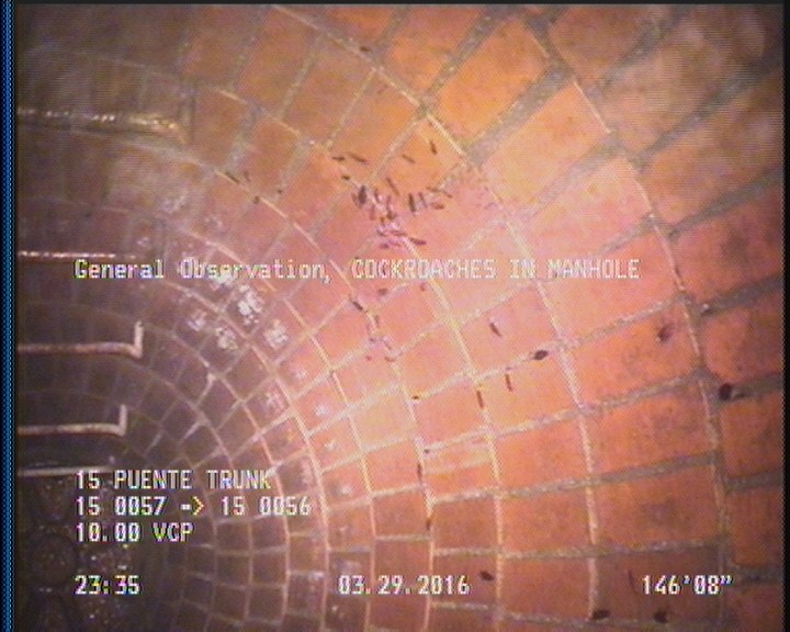 General Observation - COCKROACHES IN MANHOLE