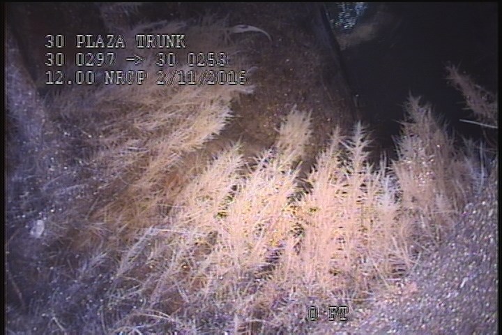 General Observation - ROOTS INSIDE THE MH. STACK