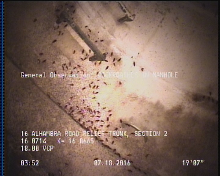 General Observation - COCKROACHES IN MANHOLE