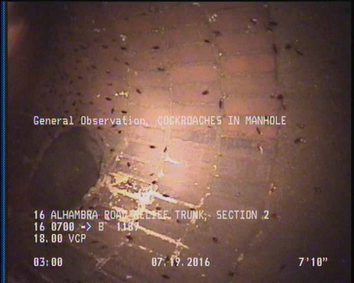 General Observation - COCKROACHES IN MANHOLE