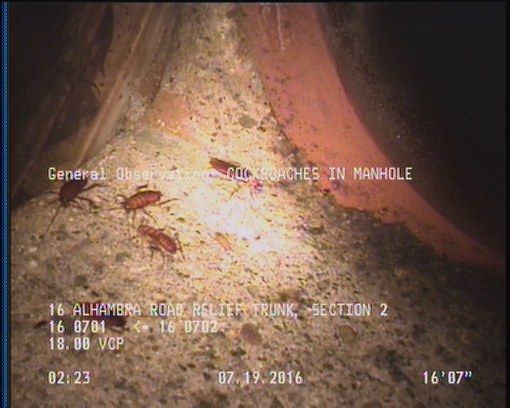 General Observation - COCKROACHES IN MANHOLE