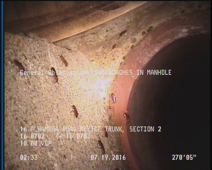 General Observation - COCKROACHES IN MANHOLE