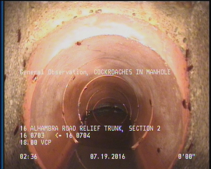 General Observation - COCKROACHES IN MANHOLE