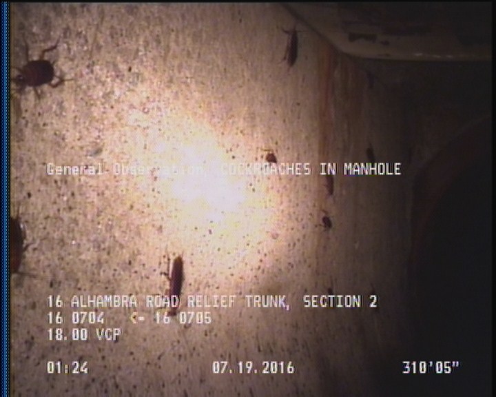 General Observation - COCKROACHES IN MANHOLE