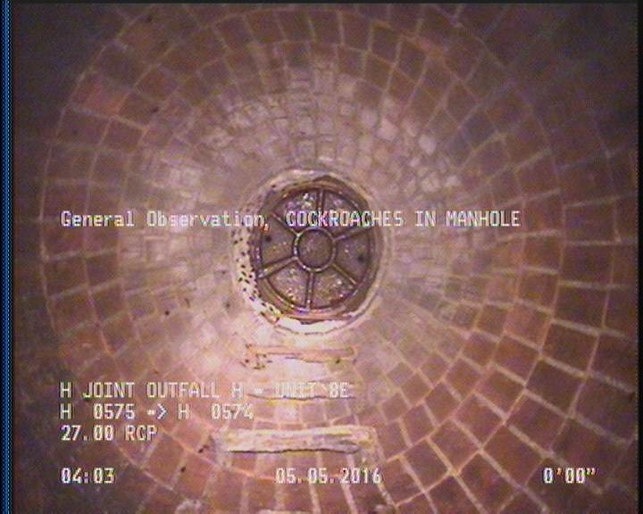 General Observation - COCKROACHES IN MANHOLE