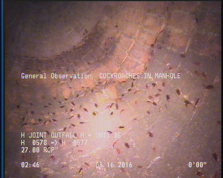 General Observation - COCKROACHES IN MANHOLE