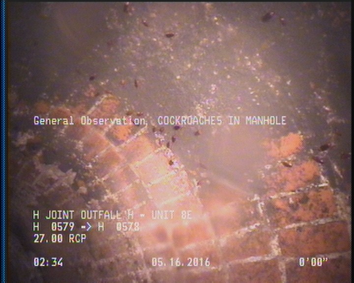 General Observation - COCKROACHES IN MANHOLE