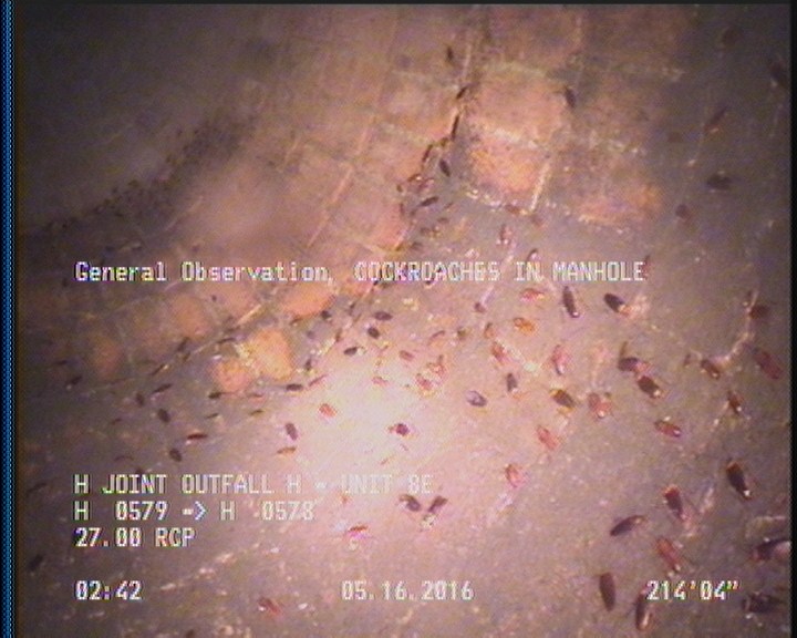 General Observation - COCKROACHES IN MANHOLE