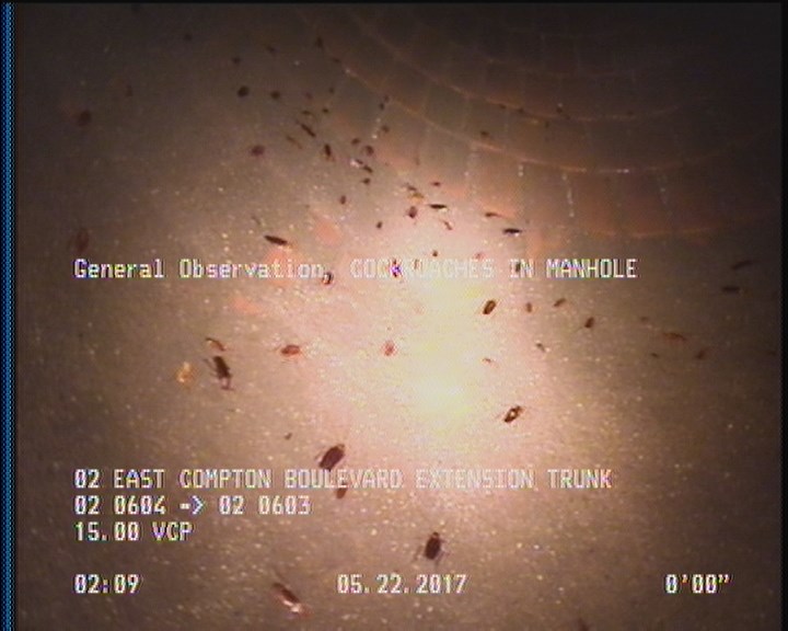 General Observation - COCKROACHES IN MANHOLE
