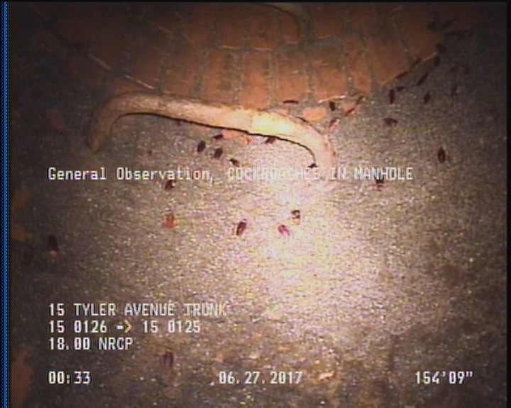 General Observation - COCKROACHES IN MANHOLE