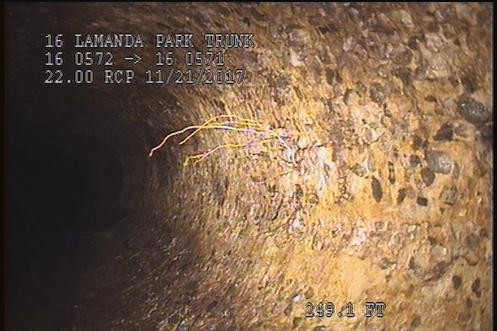 Roots Fine Barrell, at 12 o'clock, within 8 inches of joint: NO