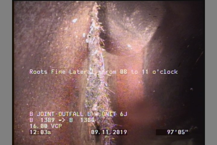 Roots Fine Lateral, from 08 to 11 o'clock