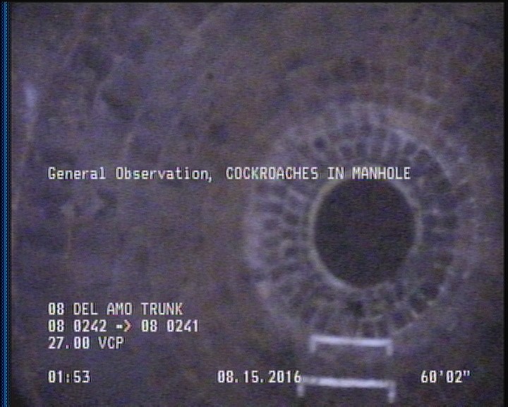 General Observation - COCKROACHES IN MANHOLE