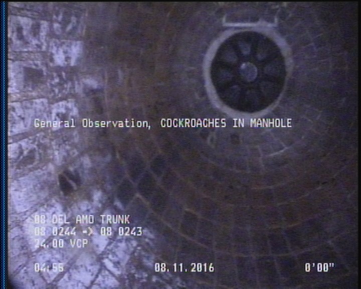 General Observation - COCKROACHES IN MANHOLE