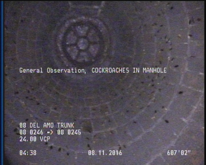 General Observation - COCKROACHES IN MANHOLE
