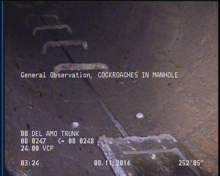 General Observation - COCKROACHES IN MANHOLE